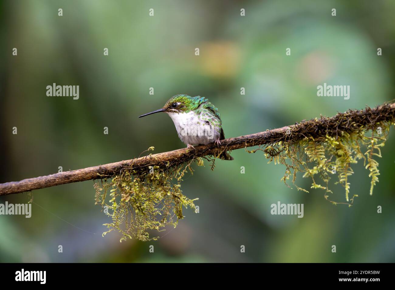 Anden Smaragd humminbird thronte auf einem moosigen Zweig mit ausgepufften Federn, und blickte nach unten und nach links. In Mindo, Ecuador. Stockfoto