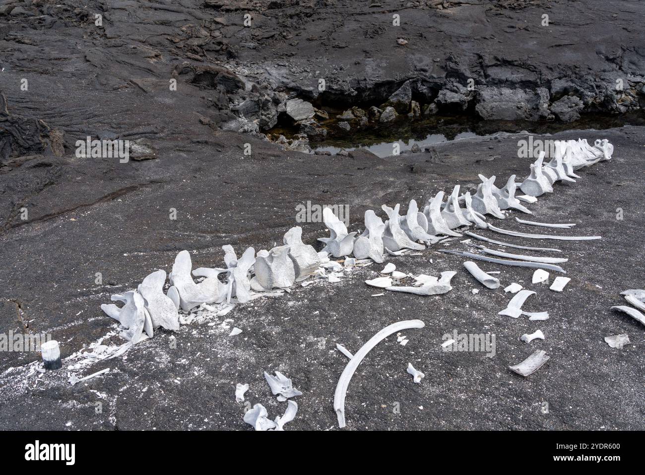 Pilotwalskelett auf vulkanischem Gestein. Die gebleichten weißen Knochen stehen im Kontrast zum dunklen Felsen. Auf den Galapagos-Inseln. Stockfoto