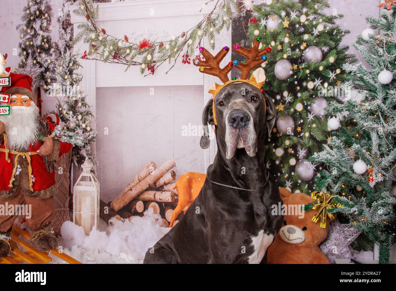 Toller Däne Hund auf Weihnachten professionelle Fotosession Stockfoto