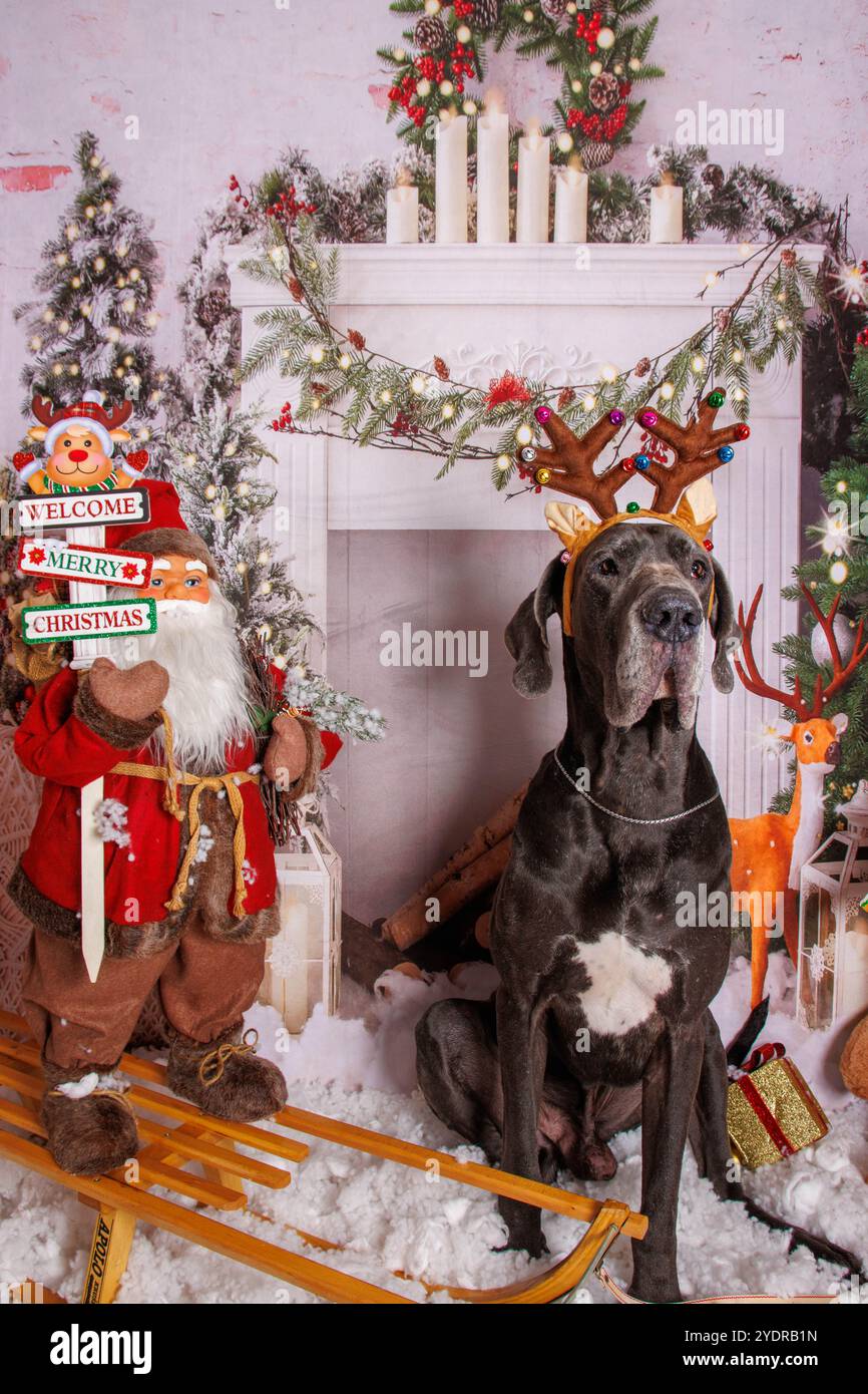Toller Däne Hund auf Weihnachten professionelle Fotosession Stockfoto