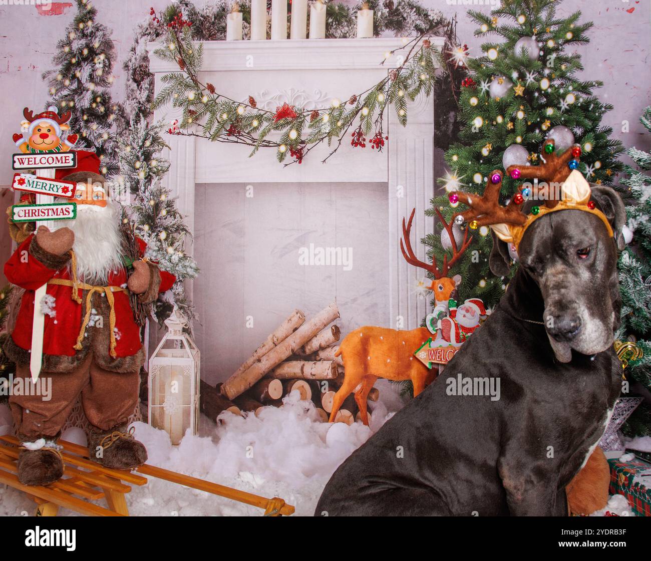 Toller Däne Hund auf Weihnachten professionelle Fotosession Stockfoto