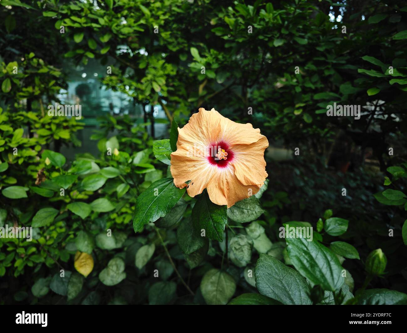 Eine rosafarbene und gelbe Hibiskusblüte mit Staubblättern im Garten Stockfoto