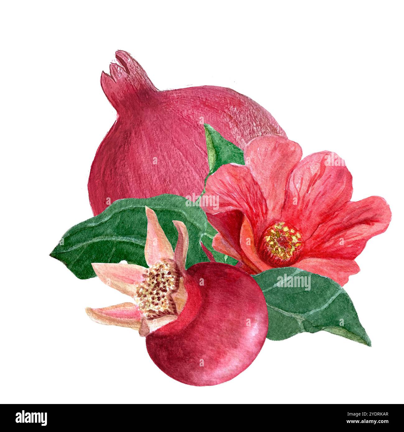 Granatapfelblüten, Früchte und Blätter Aquarellzusammensetzung isoliert auf weiß. Handgezeichnetes, realistisches, lebendiges Design für Teepakete und Karten Stockfoto