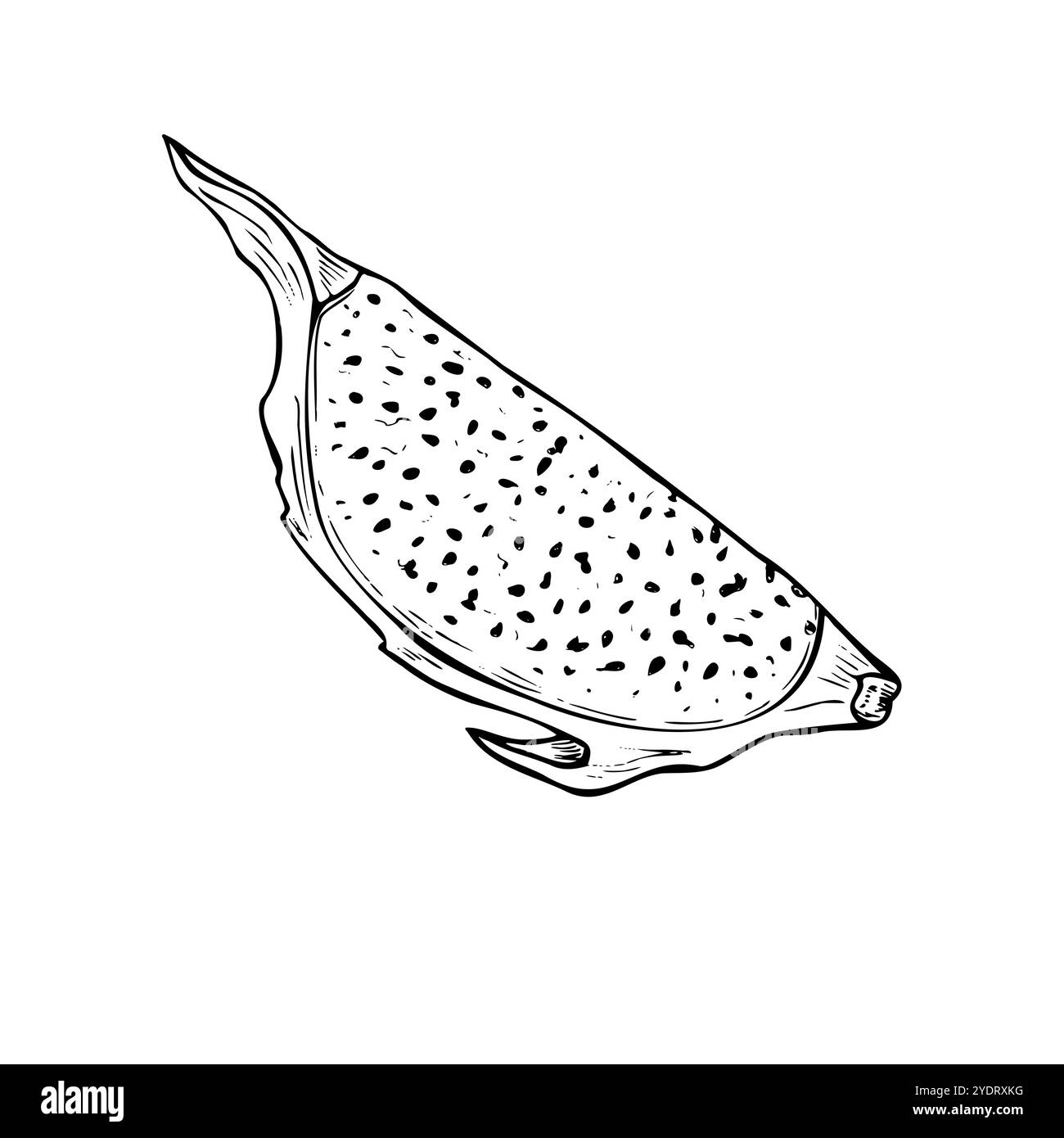 Vektorgrafik der Drachenfrucht oder der pitaya-Schnitt. Tropische süße Pitahaya Pflanze monochrome Ätzzeichnung. Stock Vektor