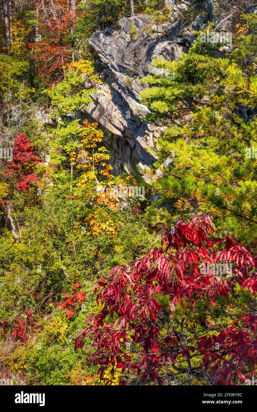 Panoramablick auf die herbstliche Landschaft von einem Blick auf den Tallulah Gorge State Park in Tallulah Falls, Georgia. (USA) Stockfoto