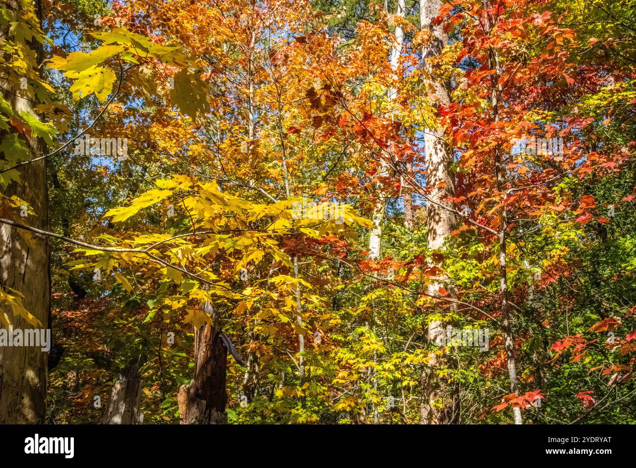 Buntes Herbstlaub entlang des North Rim Trail im Tallulah Gorge State Park in Tallulah Falls, Georgia. (USA) Stockfoto