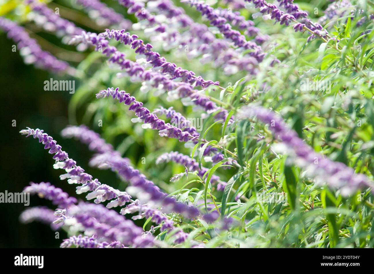 Amethyst-Salbei Stockfoto