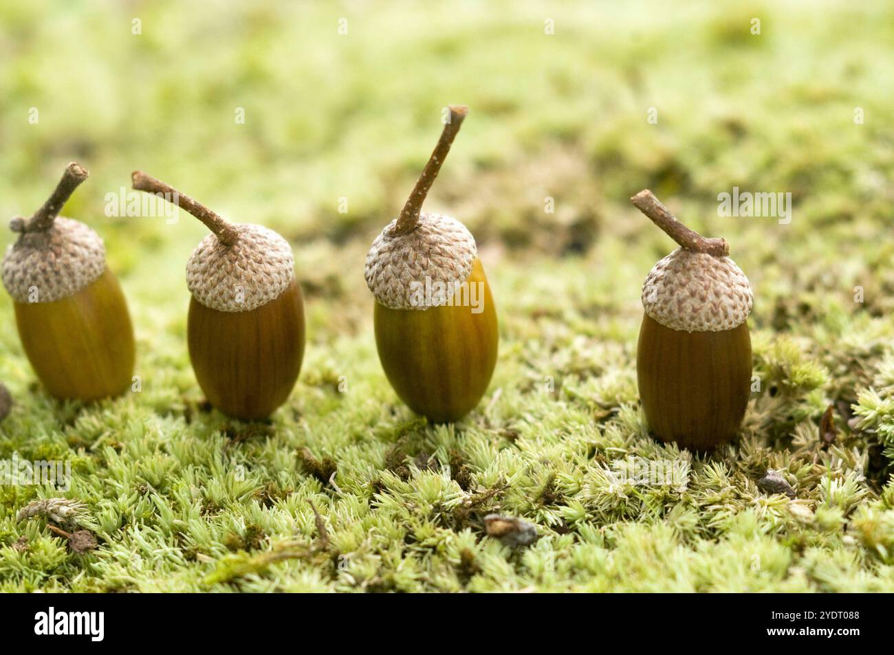 Eichel Stockfoto