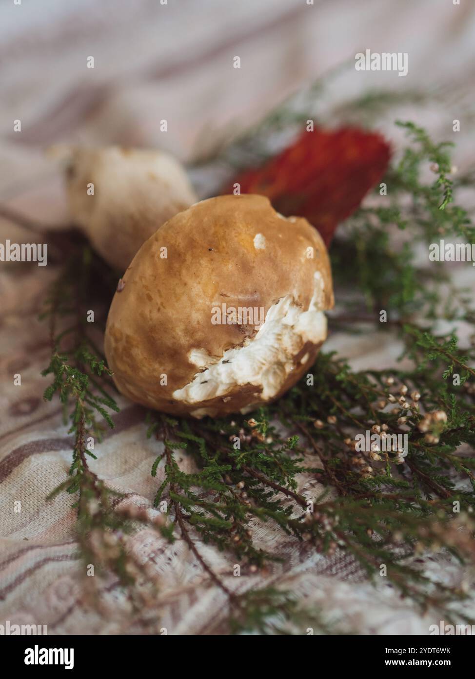 Herbstliche flache Lay mit Porcini-Pilz, Heather, Pink Aster und Red Leaf auf gemustertem Stoff Stockfoto