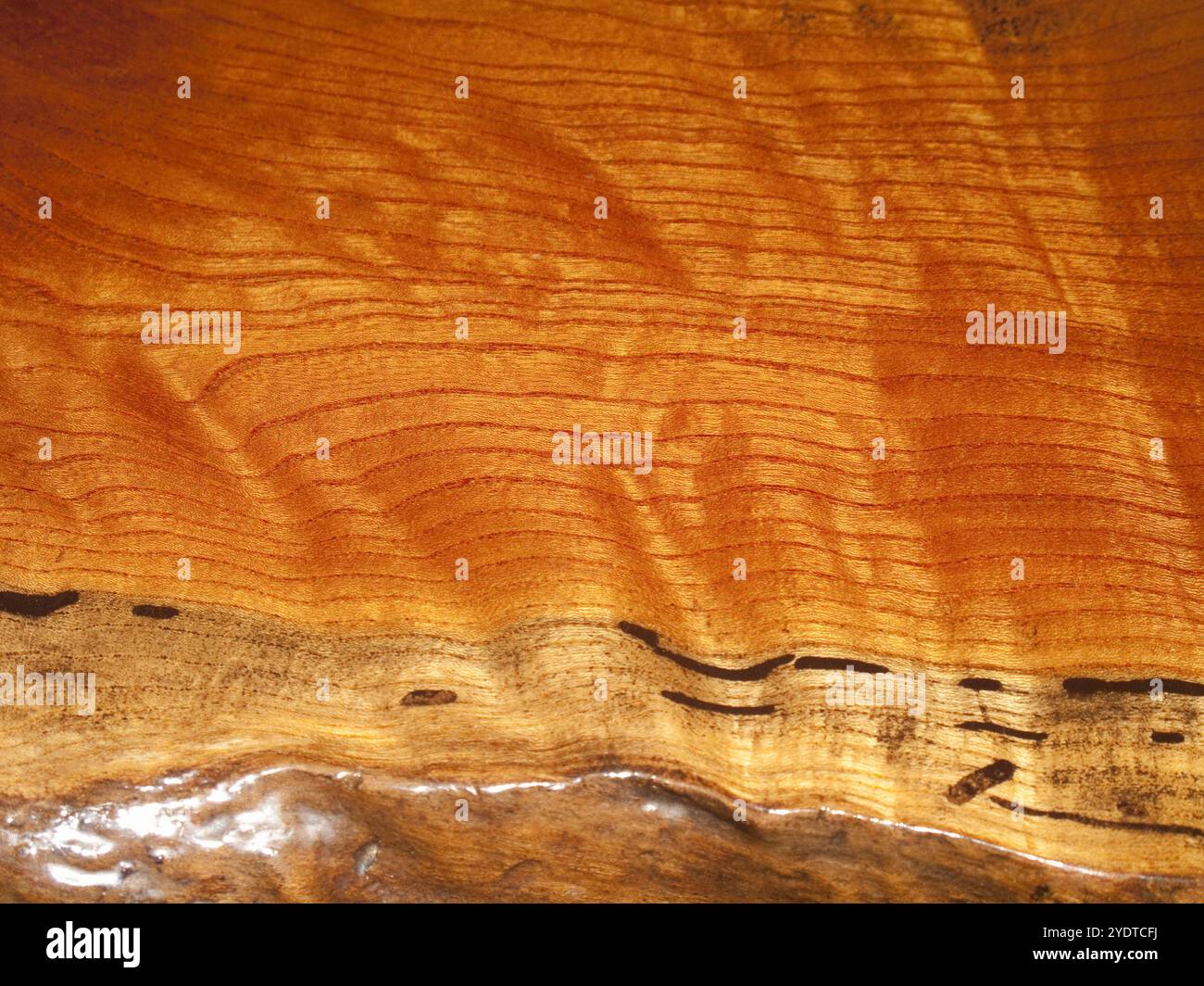 Körner des Zelkova-Baumes Stockfoto