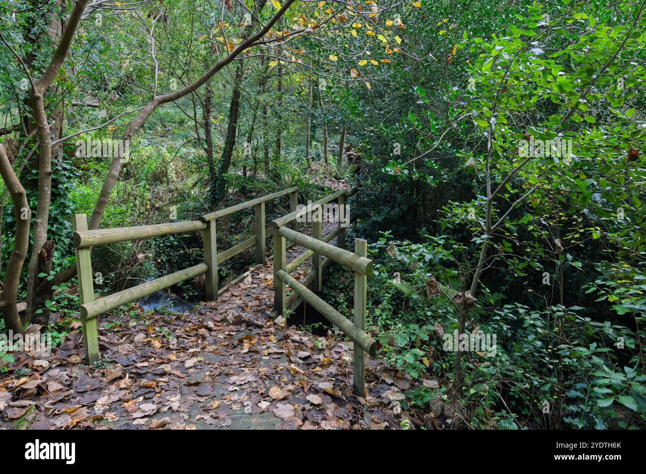 Fußgängerbrücke über einen schmalen Bach in einem Jersey-Wald Stockfoto