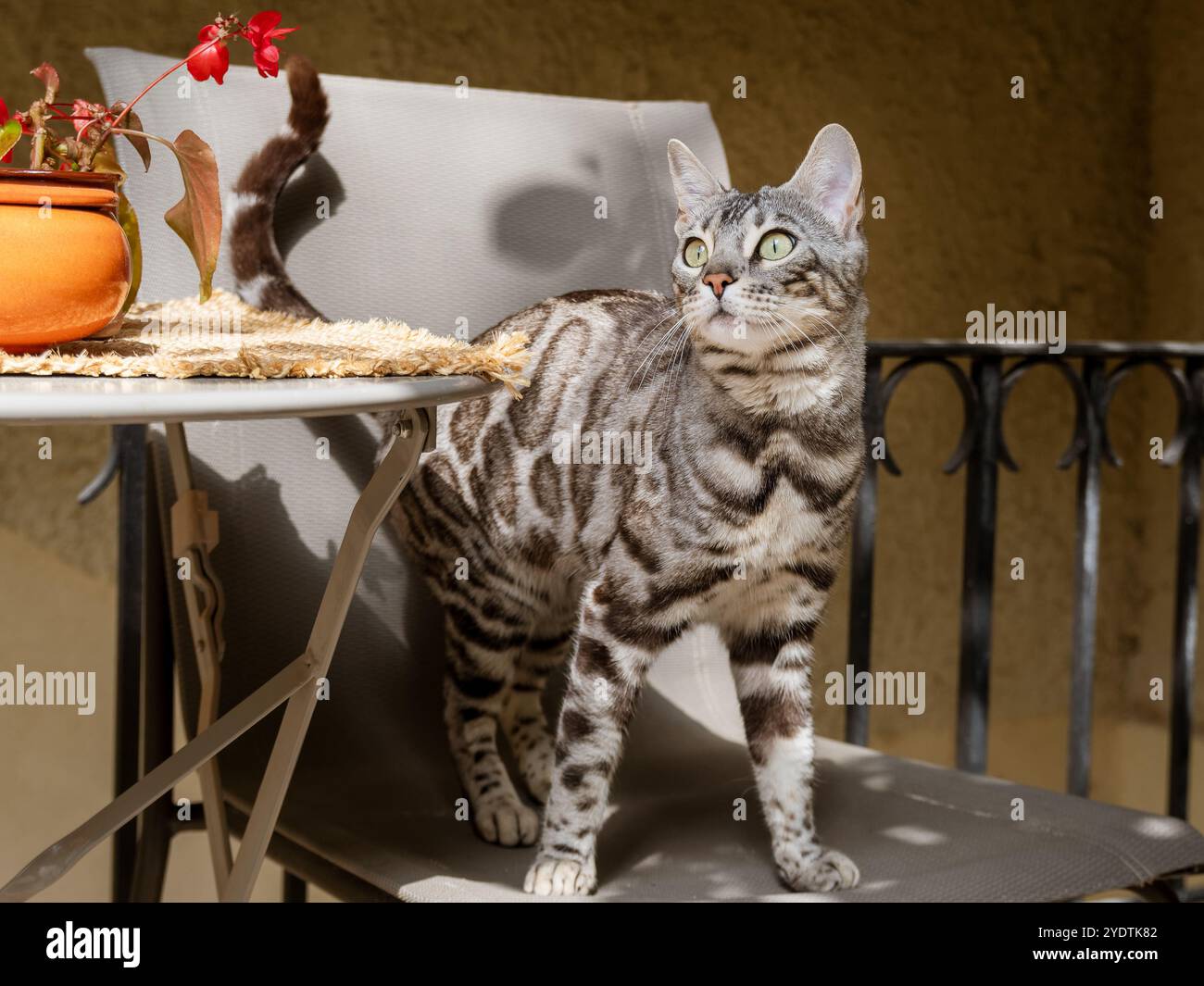 Reinrassige junge bengalische Katze posiert auf einem sonnendurchfluteten Patio Chair Stockfoto