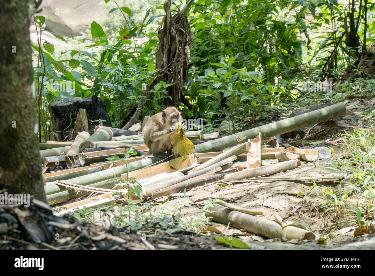 Makaken-Affe sitzt auf Bambusholz und knabbert an einem großen Blatt Stockfoto