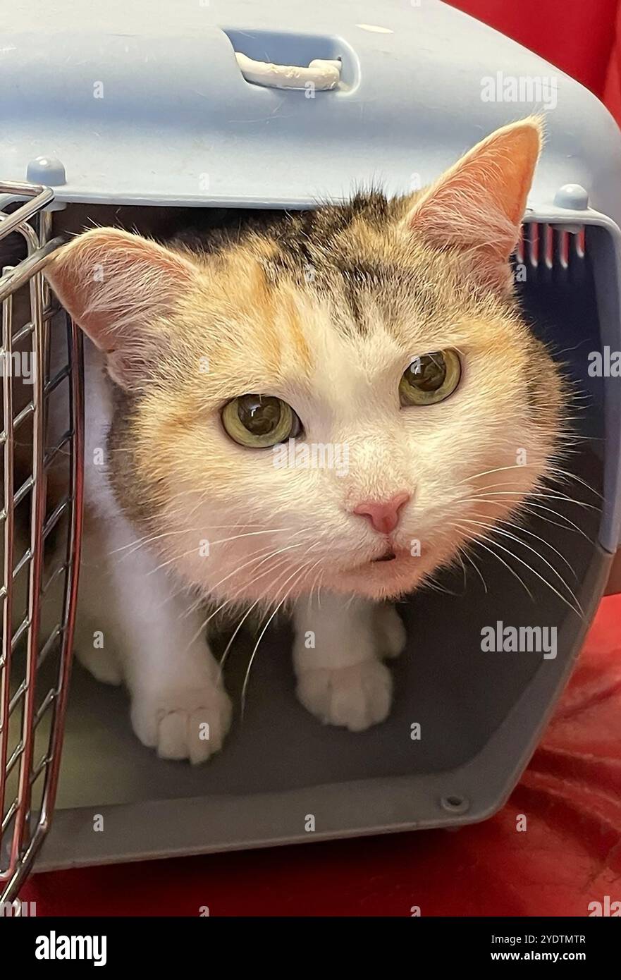 Schöne Katze in einem speziellen Träger für Tiere Stockfoto