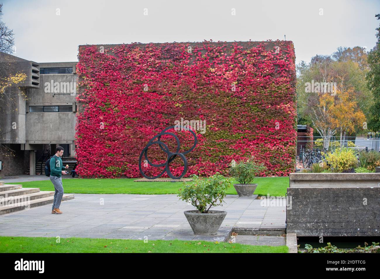 Das Bild vom 21. Oktober zeigt eine der größten britischen Mauern von Boston Evy am Churchill College der Cambridge University, die sich in einem roten Glanz verwandelt hat. Stockfoto