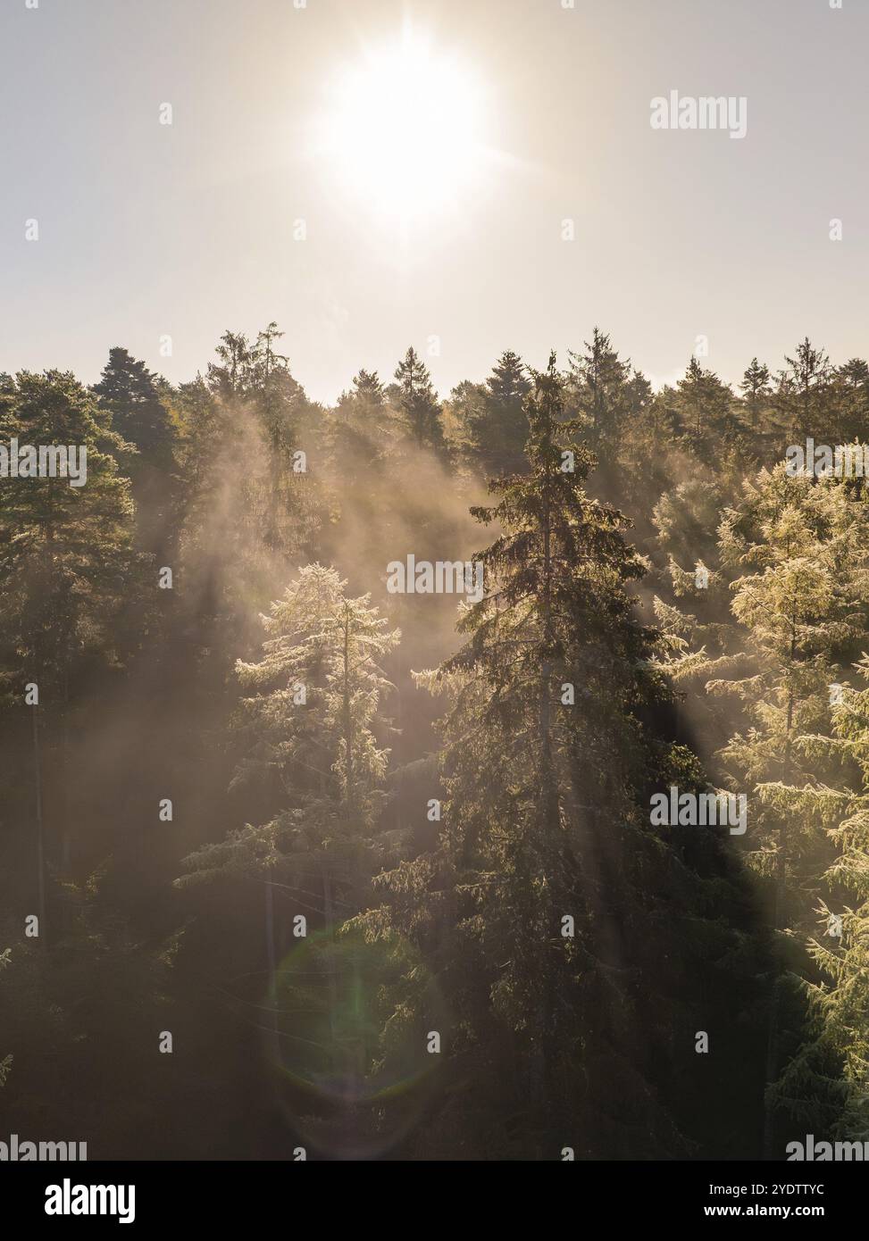 Friedlicher Wald am Morgen Licht beleuchtet von Sonnenstrahlen, Calw, Schwarzwald, Deutschland, Europa Stockfoto