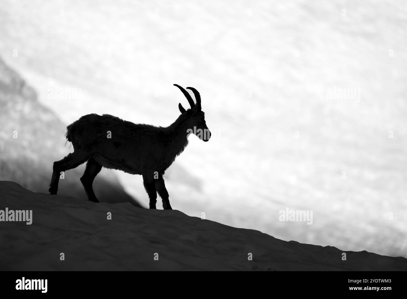 Alpensteinbock (Capra Steinbock), Silhouette vor dem Schneefeld, Schwarz-weiß-Foto, Mont Blanc-Massiv, Chamonix, Frankreich, Europa Stockfoto