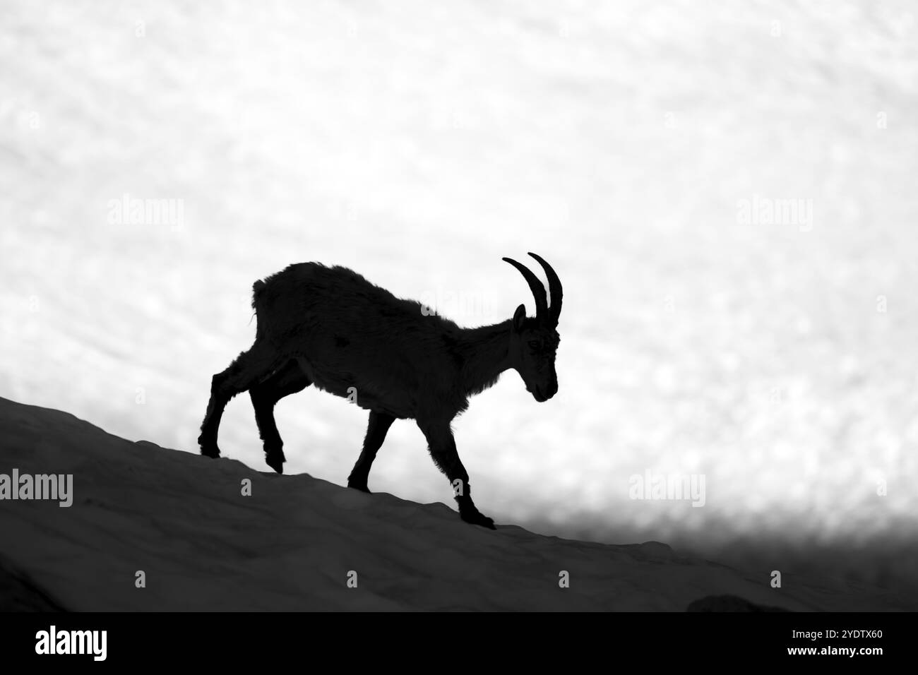 Alpensteinbock (Capra Steinbock), Silhouette vor dem Schneefeld, Schwarz-weiß-Foto, Mont Blanc-Massiv, Chamonix, Frankreich, Europa Stockfoto