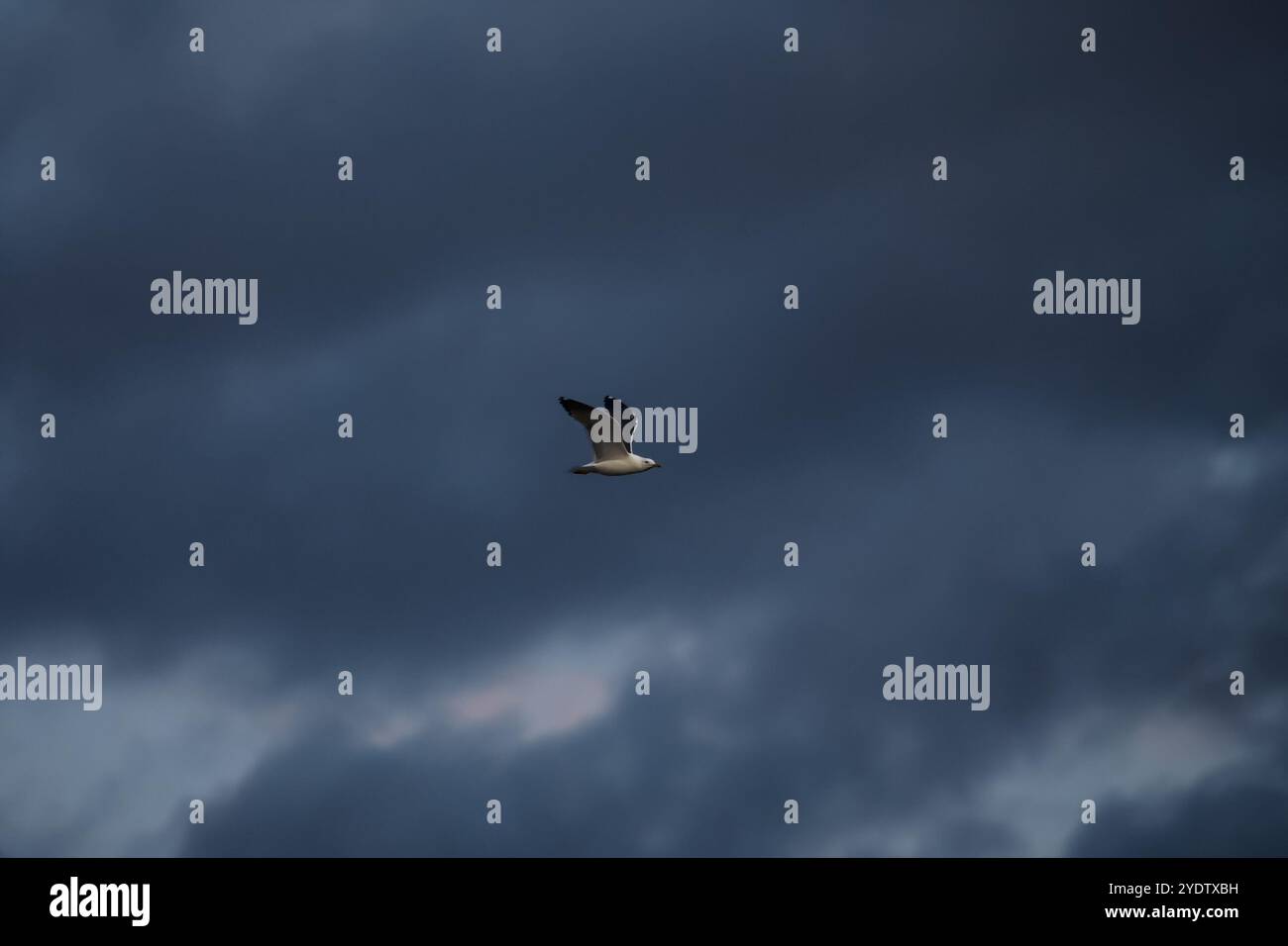 Vogel fliegt im dunklen, dramatischen Himmel. Vogelflügelspannweite. Stockfoto