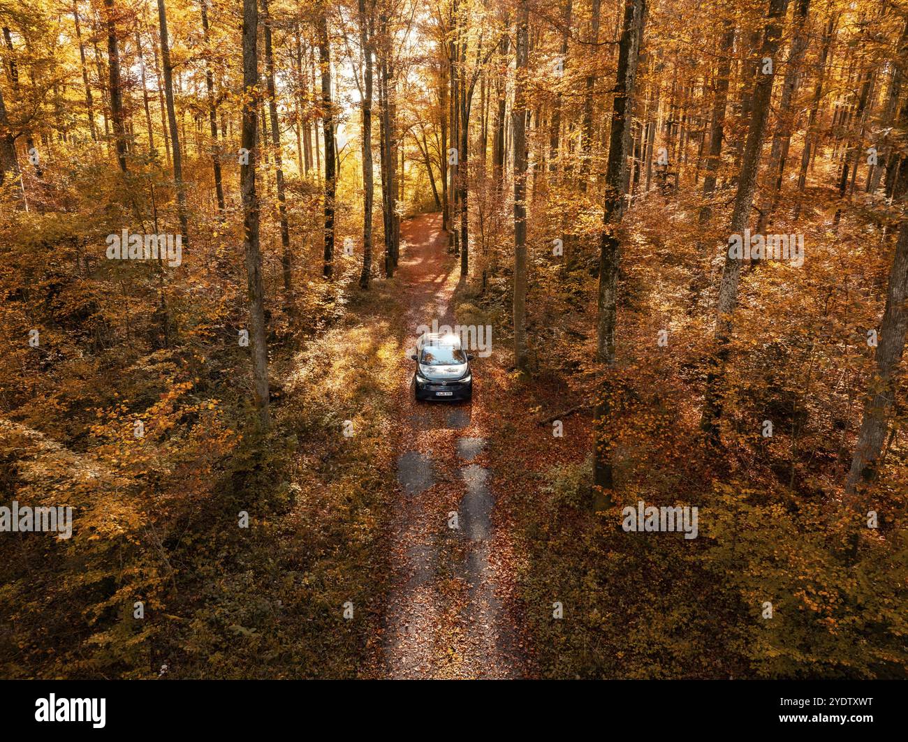 Auto fährt durch einen herbstlichen Wald mit goldgelben Blättern und Sonnenlicht, Elektroauto, VW ID5, Gechingen, Schwarzwald, Deutschland, Europa Stockfoto