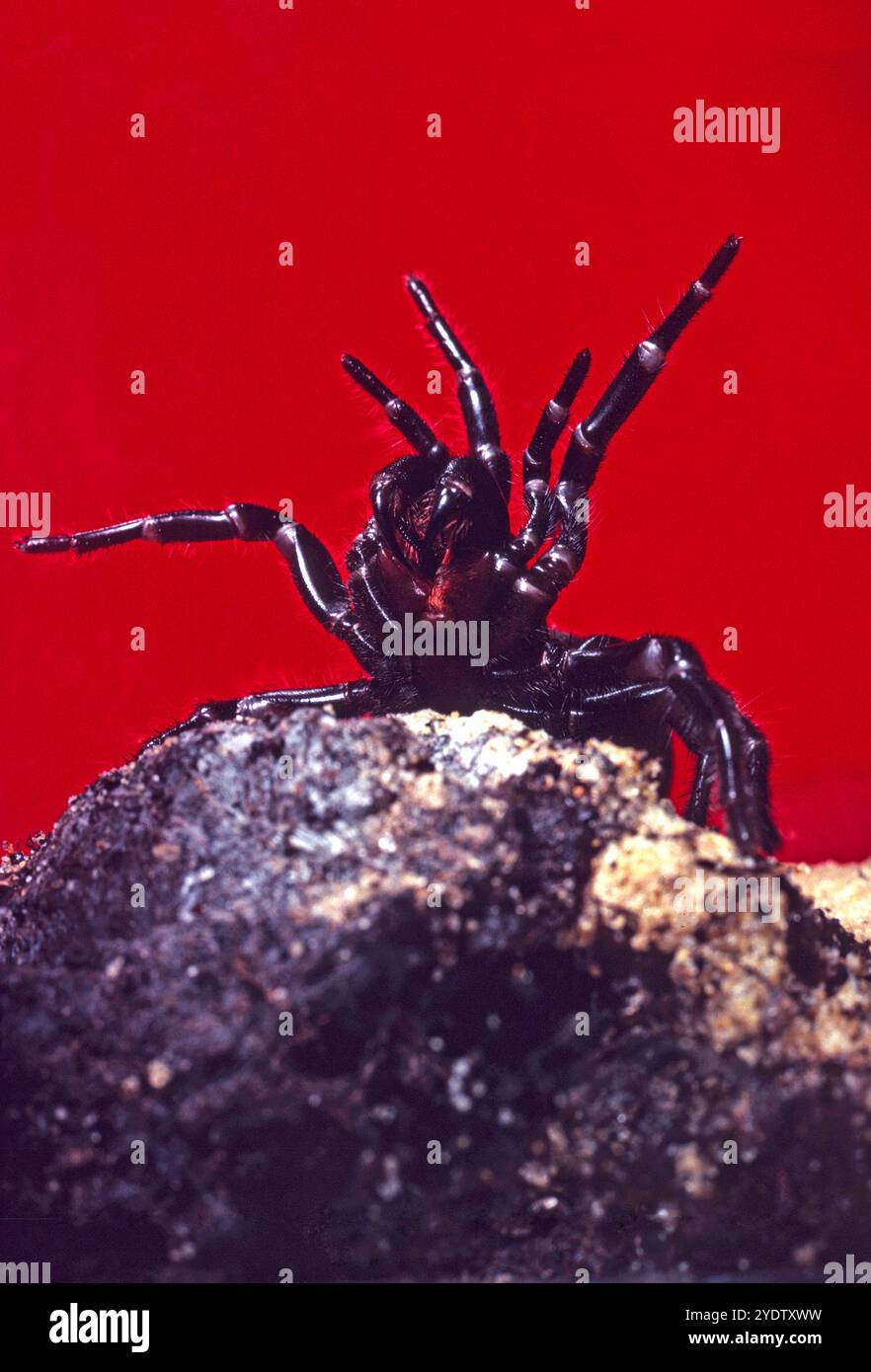 Atrax robustus, die Sydney Trichterwebspinne, die im defensiven Kampfmodus mit nach unten zeigenden Zähnen fotografiert wurde. Das Sydney Trichternetz gilt als die tödlichste Spinne der Welt. Stockfoto