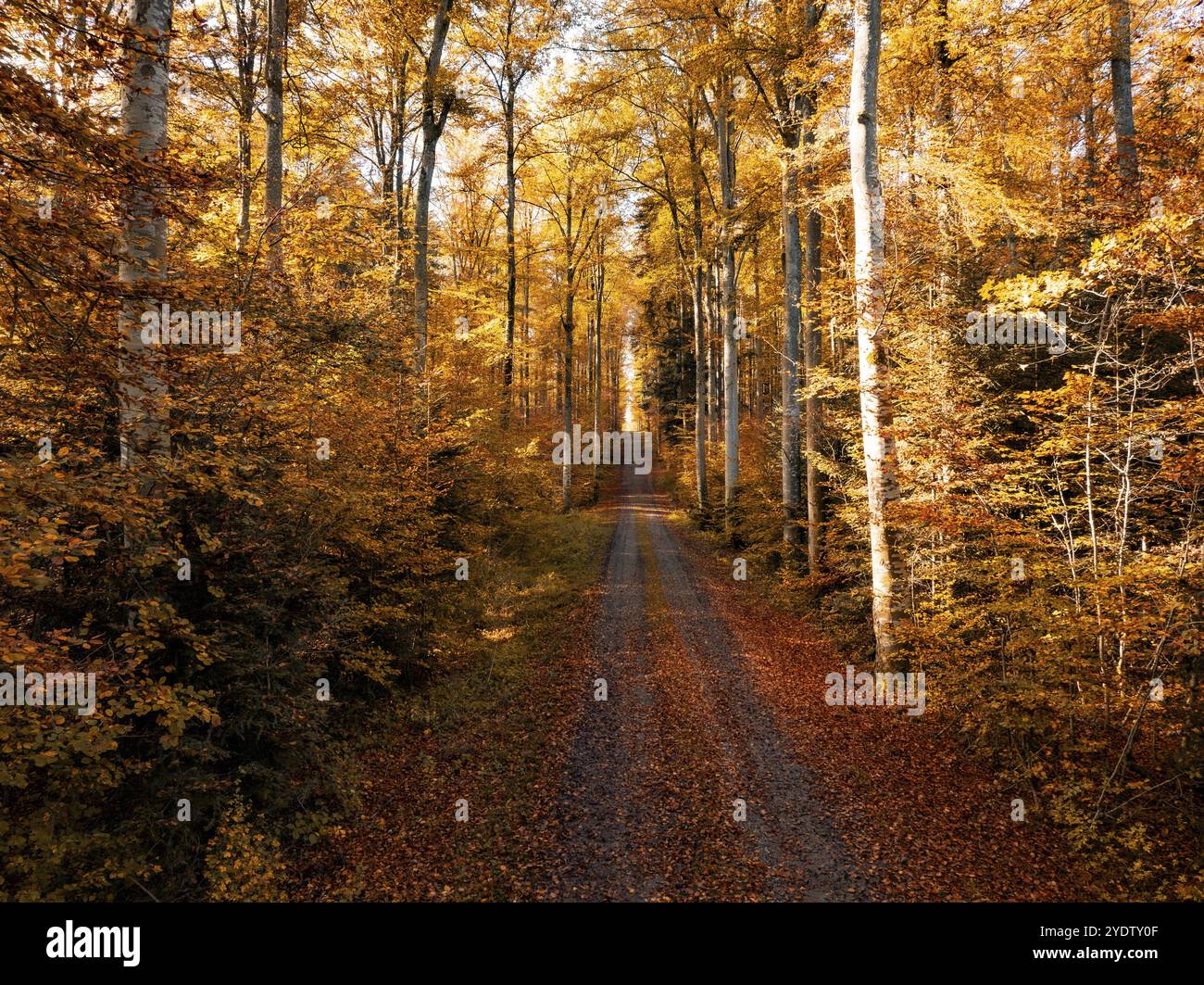 Ein ruhiger Waldboden mit orangefarbenen Herbstblättern und hohen Bäumen unter sonnigem Licht, Gechingen, Schwarzwald, Deutschland, Europa Stockfoto
