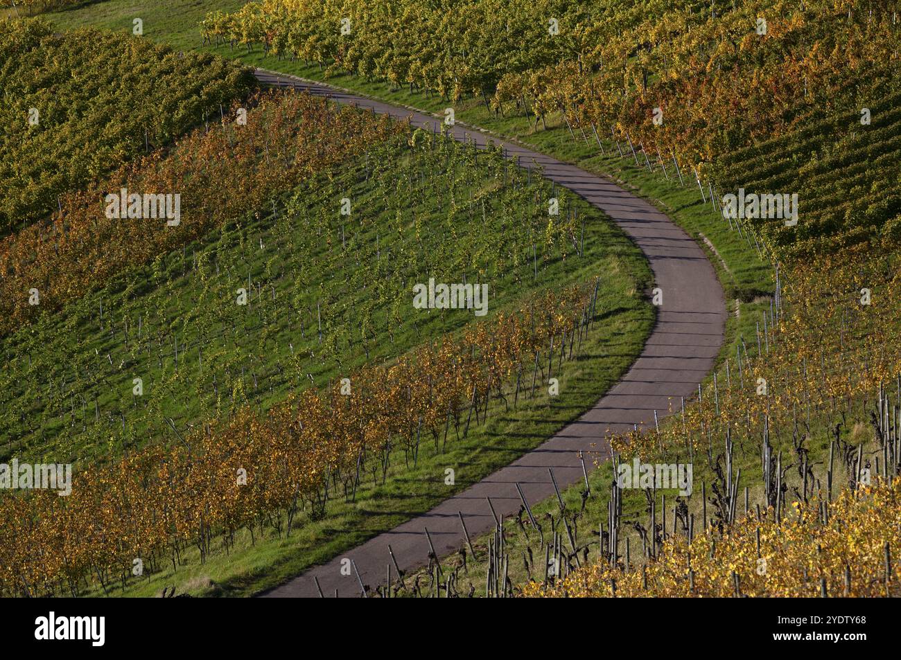 Straße, Weg durch Weinberge, Reben, Weinreben, Weinanbau, Herbstfarben, Herbst, Grafik, Struempfelbach, Weinstadt, Baden-Württemberg, Keim Stockfoto