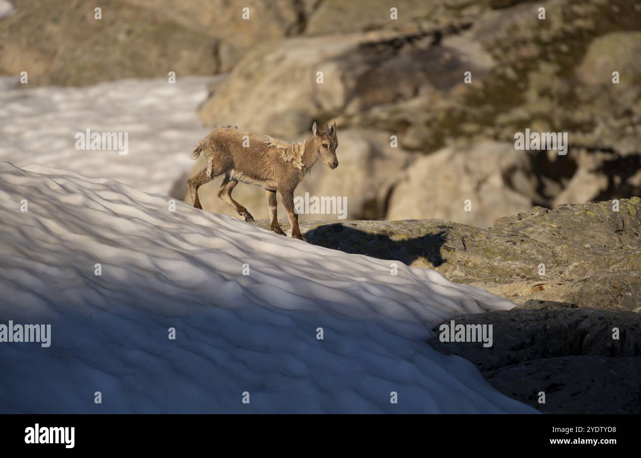 Alpensteinbock (Capra Steinbock), Jungtier auf einem Schneefeld, im Morgenlicht, Mont Blanc-Massiv, Chamonix, Frankreich, Europa Stockfoto