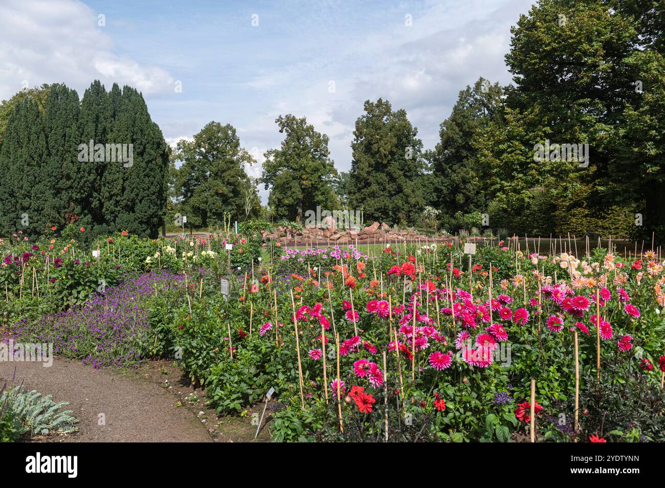 Stuttgart Baden Württemberg Deutschland 13. September 2024 Höhenpark Killesberg, Killesbergpark helle Herbstfarben in den Dahliengärten. Gärten, garten, Stadt, Hohenpark, Hufenpark, park, Dahlien-Show, Stockfoto