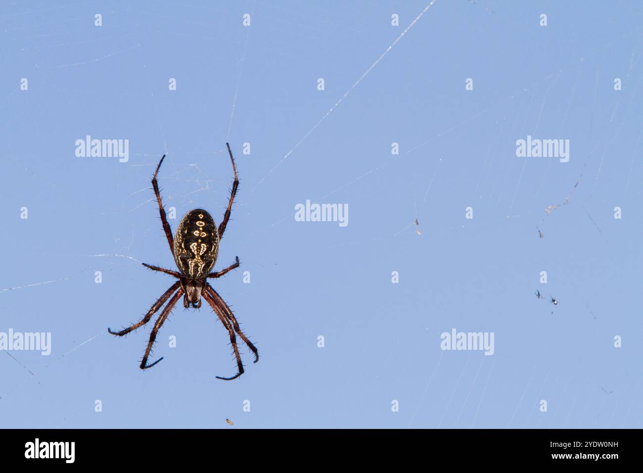 Makroaufnahme einer Spinne (Ordnung Araneae) im Galapagos-Inselarchipel, UNESCO-Weltkulturerbe, Ecuador, Südamerika Stockfoto
