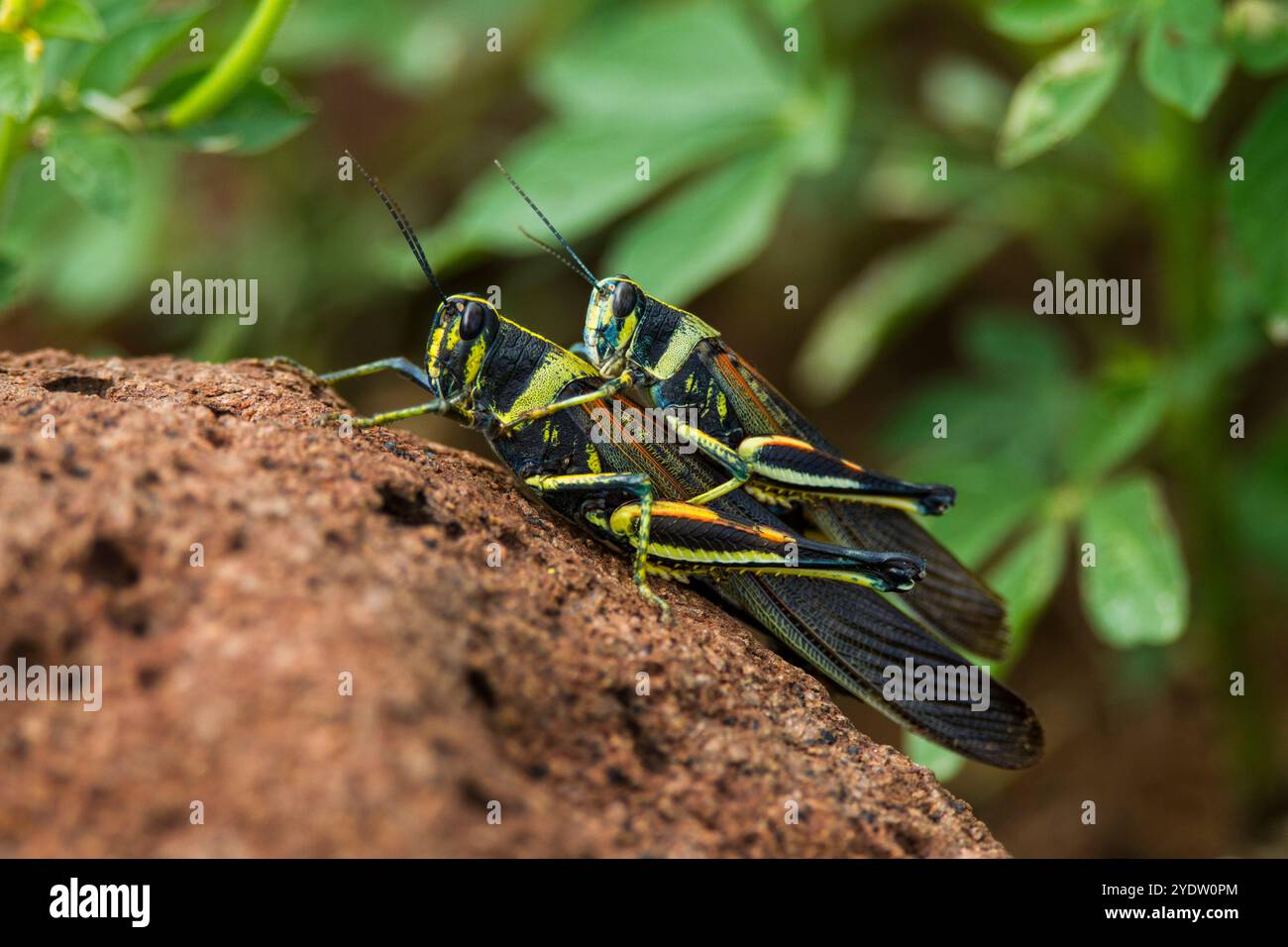 Gemalte Heuschrecke (Schistocerca melanocera) paart sich im Galapagos-Inselarchipel, UNESCO-Weltkulturerbe, Ecuador, Südamerika Stockfoto