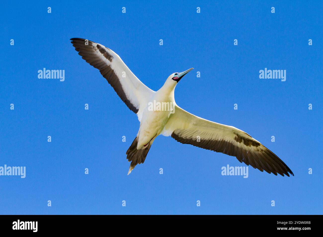 Erwachsener Rotfuß-Booby (Sula sula) im Flug im Galapagos-Inselarchipel, UNESCO-Weltkulturerbe, Ecuador, Südamerika Stockfoto