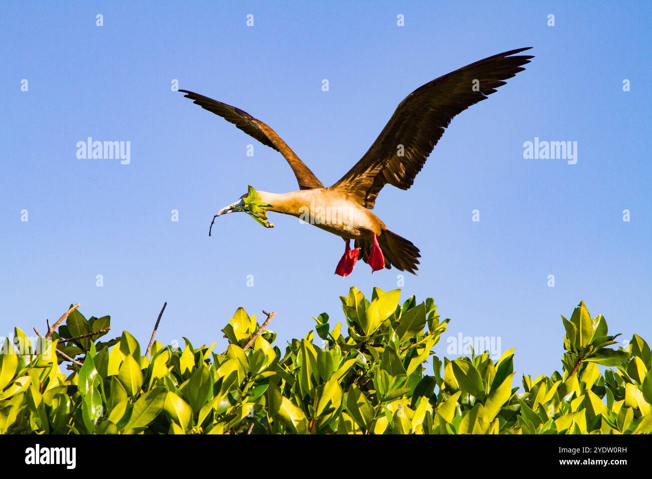 Erwachsener Rotfuß-Booby (Sula sula) Rückkehr zum Nistplatz mit Nestbaumaterial auf den Galapagos-Inseln, UNESCO, Ecuador Stockfoto