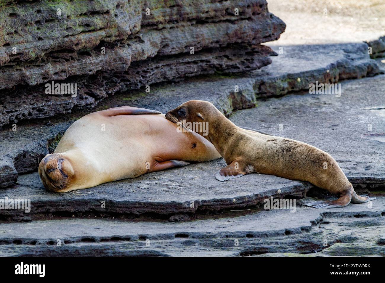 Galapagos-Seelöwen-Mutternahrung (Zalophus wollebaeki) im Galapagos-Inselarchipel, UNESCO-Weltkulturerbe, Ecuador, Südamerika Stockfoto