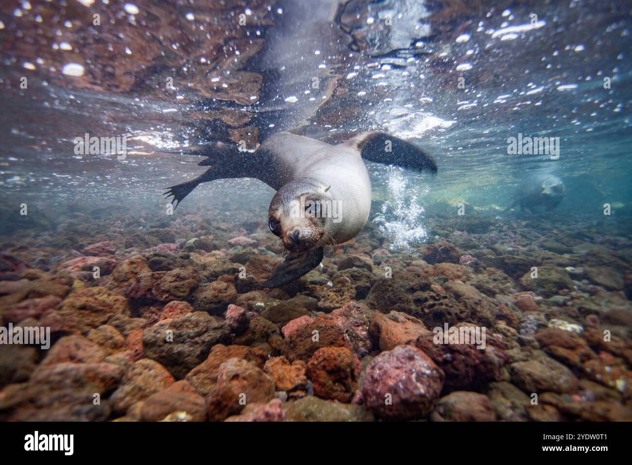 Junger Galapagos-Seelöwe (Zalophus wollebaeki) unter Wasser im Galapagos-Inselarchipel, UNESCO-Weltkulturerbe, Ecuador, Südamerika Stockfoto