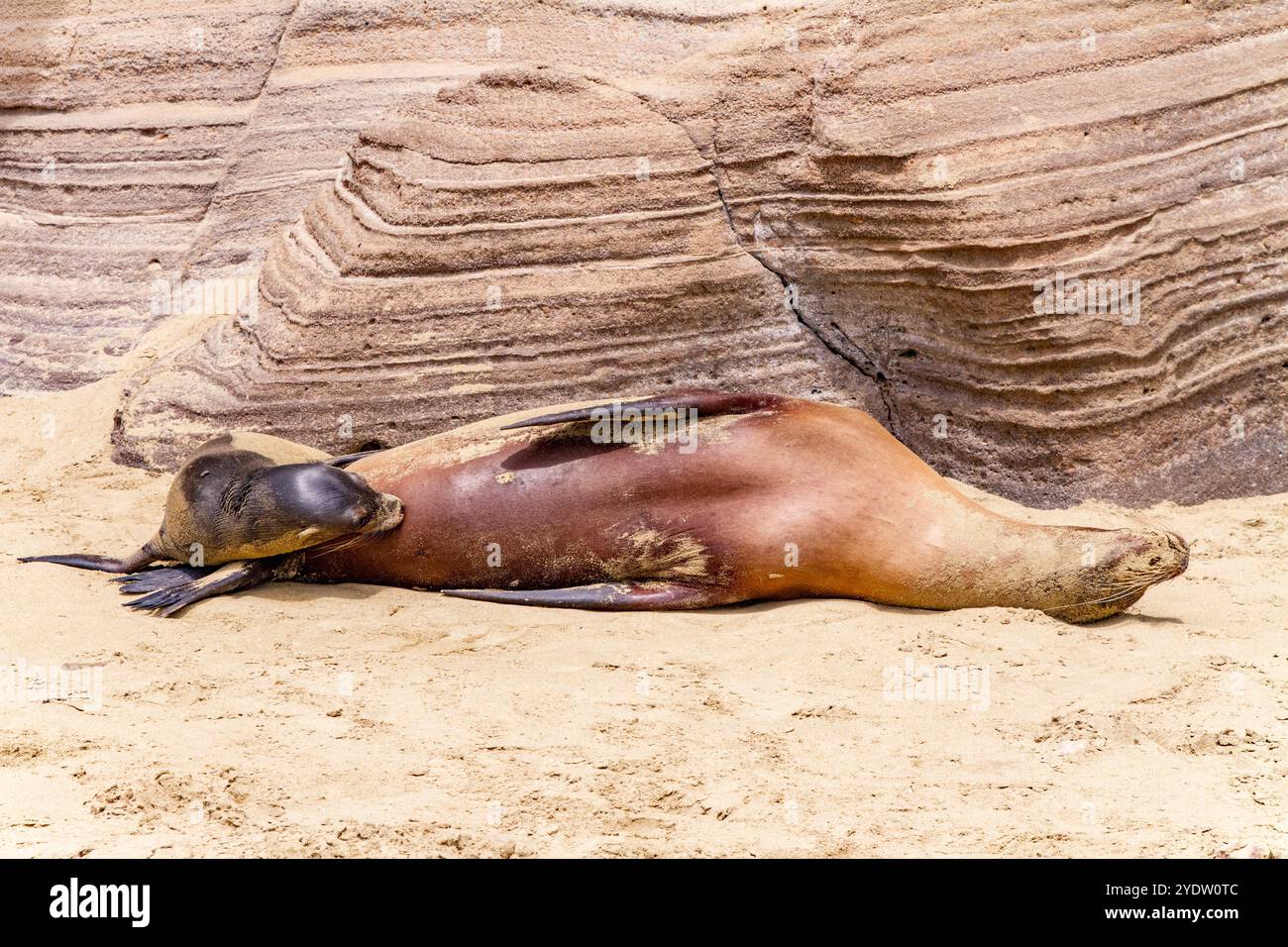 Galapagos-Seelöwen-Mutternahrung (Zalophus wollebaeki) im Galapagos-Inselarchipel, UNESCO-Weltkulturerbe, Ecuador, Südamerika Stockfoto