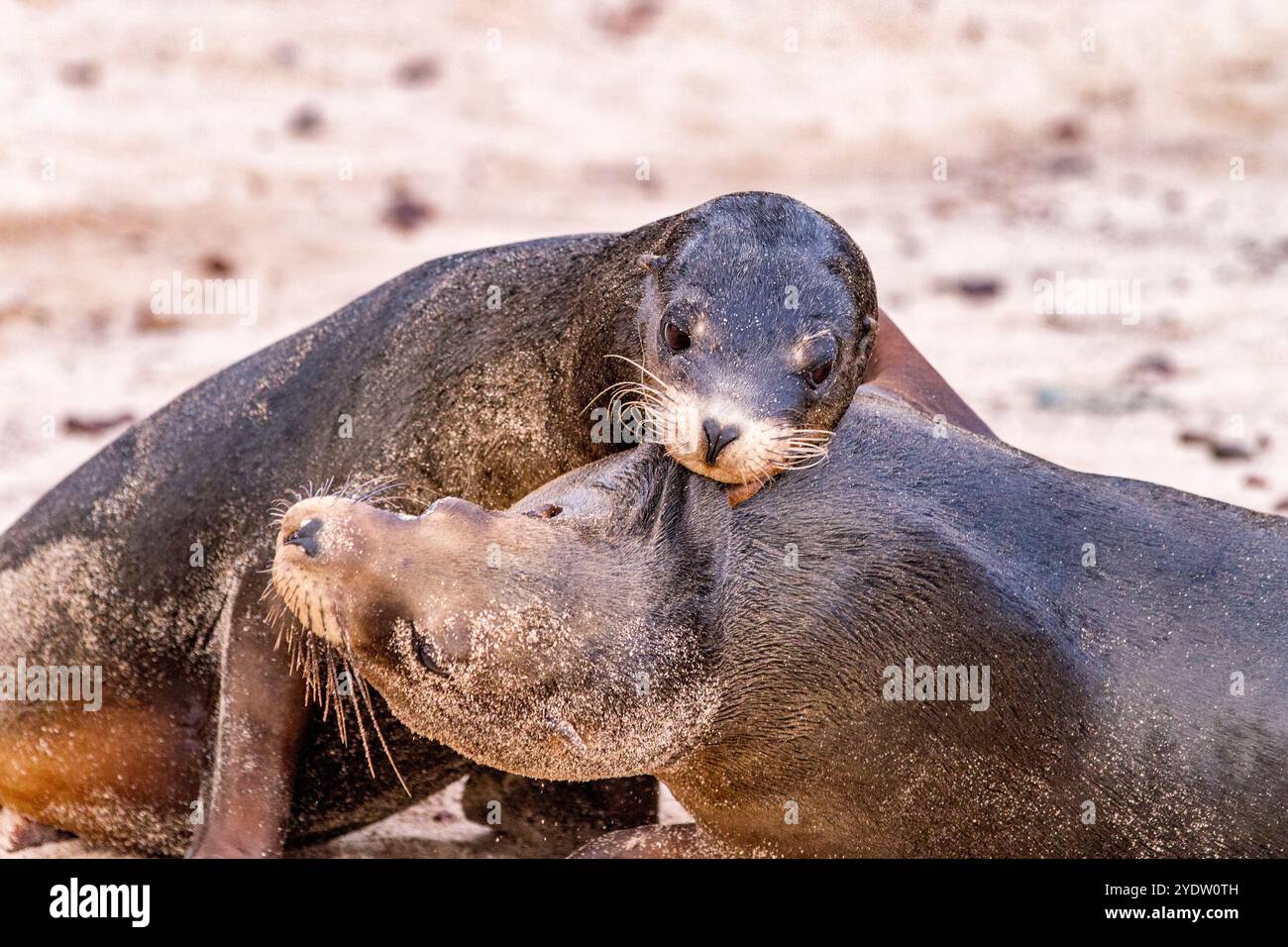 Junge Galapagos-Seelöwenbullen (Zalophus wollebaeki) im Scheinkampf auf den Galapagos-Inseln, UNESCO-Weltkulturerbe, Ecuador, Südamerika Stockfoto