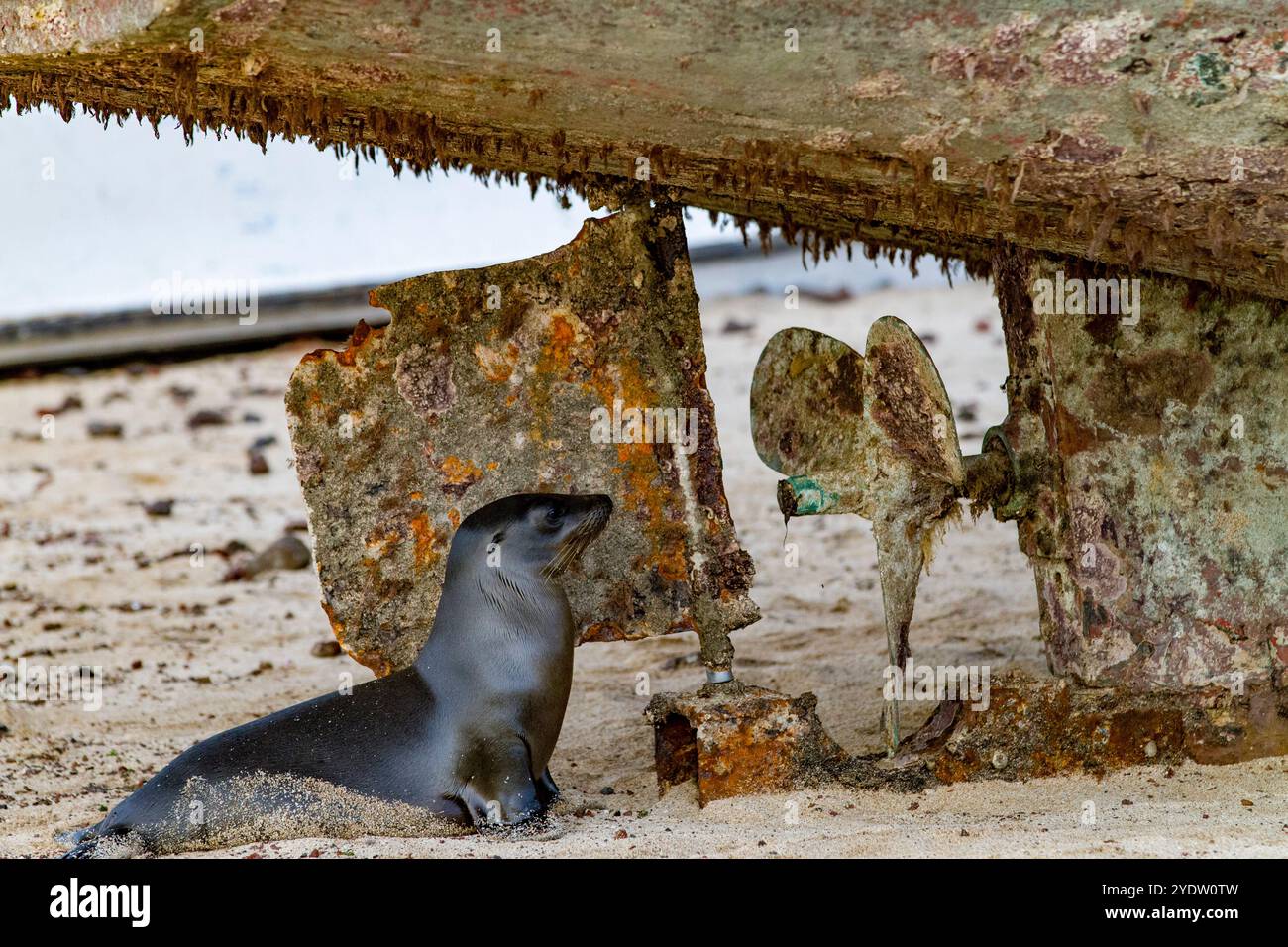 Galapagos-Seelöwen (Zalophus wollebaeki) inspiziert ein Fischerboot am Strand auf der Insel San Cristobal, Galapagos, UNESCO, Ecuador Stockfoto