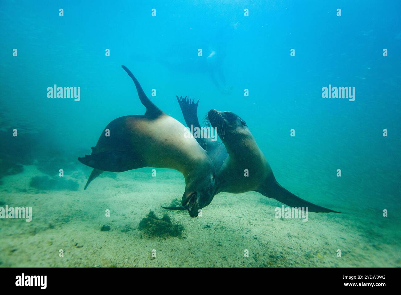 Junge Galapagos-Seelöwen (Zalophus wollebaeki) spielen unter Wasser im Galapagos-Inselarchipel, UNESCO-Weltkulturerbe in Ecuador Stockfoto