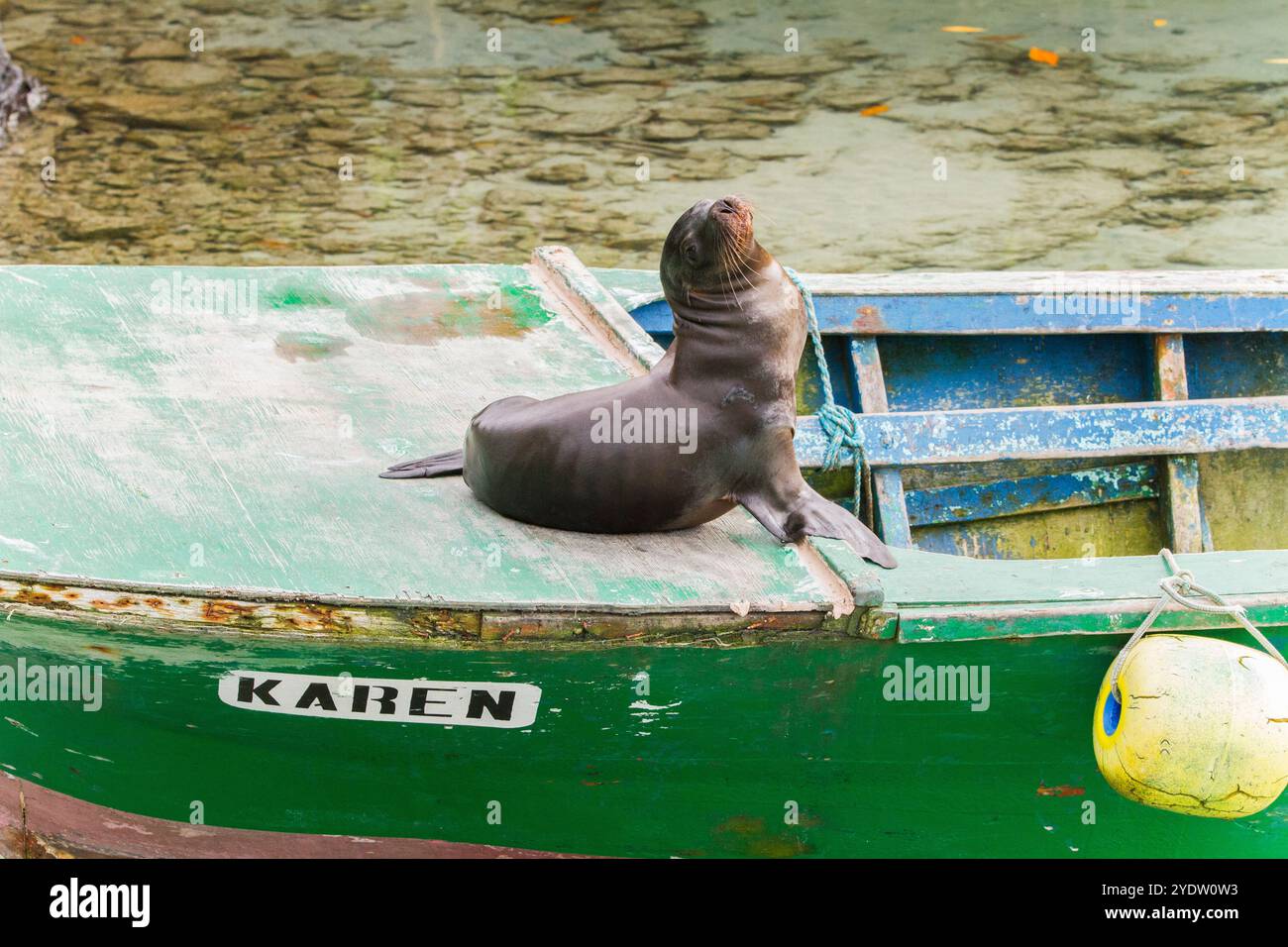Galapagos Seelöwen (Zalophus wollebaeki) nimmt ein kleines Fischerboot auf Isabela Island, Galapagos Inseln, UNESCO-Weltkulturerbe, Ecuador Stockfoto