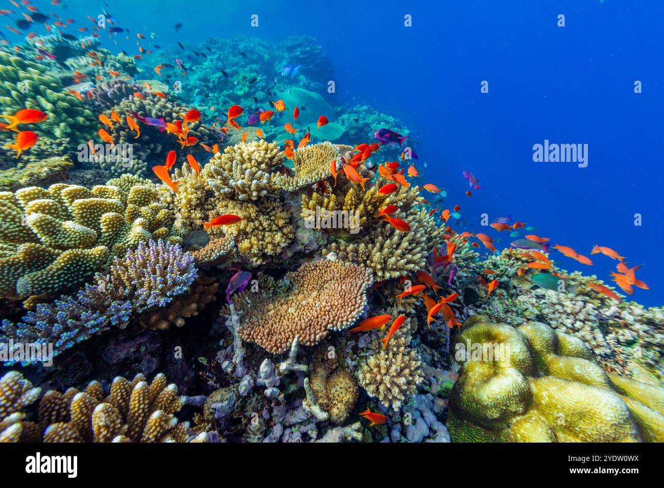 Im Vatu-i-Ra Conservation Park auf Viti Levu, Fidschi, Südpazifik und Pazifik finden Sie unzählige harte und weiche Korallen sowie tropische Rifffische Stockfoto