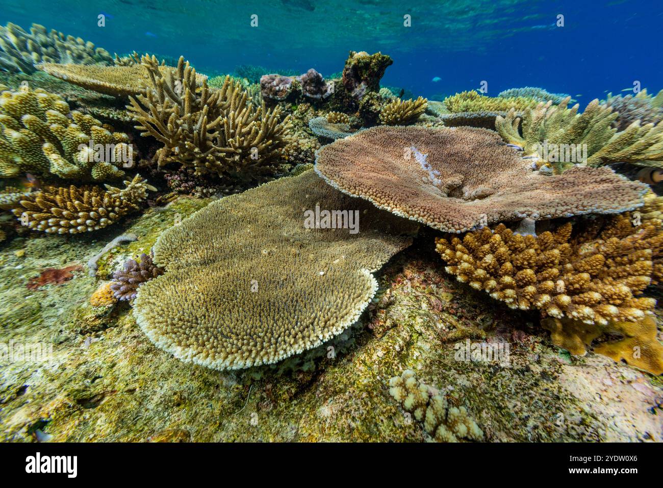 Im Vatu-i-Ra Conservation Park auf Viti Levu, Fidschi, Südpazifik und Pazifik finden Sie unzählige harte und weiche Korallen sowie tropische Rifffische Stockfoto