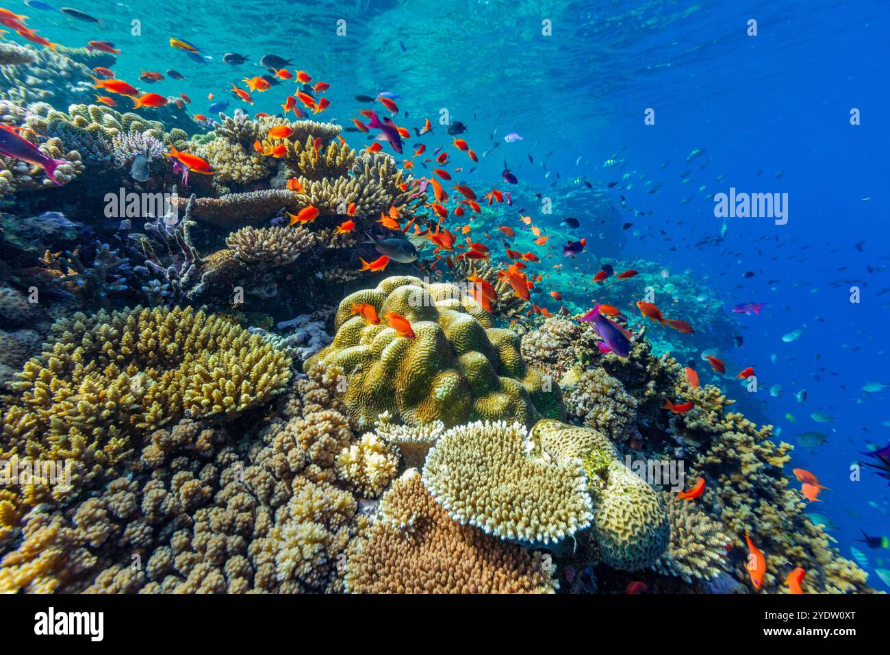 Im Vatu-i-Ra Conservation Park auf Viti Levu, Fidschi, Südpazifik und Pazifik finden Sie unzählige harte und weiche Korallen sowie tropische Rifffische Stockfoto