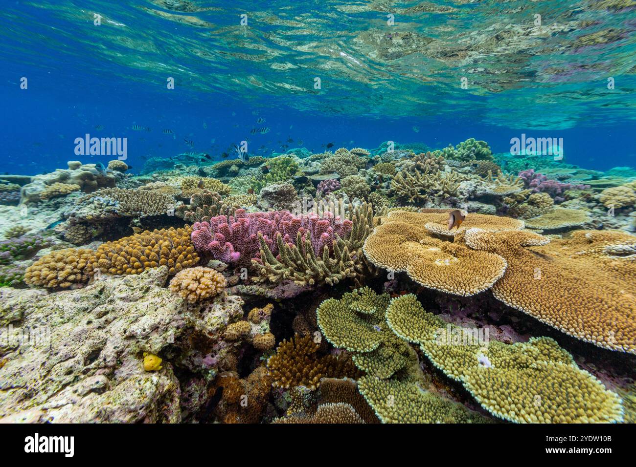 Im Vatu-i-Ra Conservation Park auf Viti Levu, Fidschi, Südpazifik und Pazifik finden Sie unzählige harte und weiche Korallen sowie tropische Rifffische Stockfoto