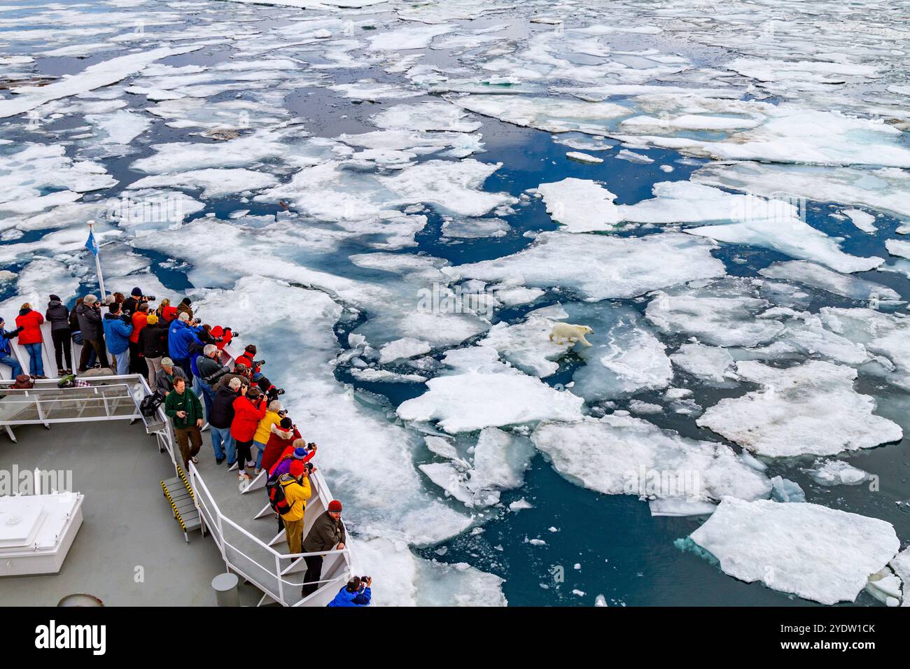 Ein neugieriger junger Eisbär (Ursus maritimus) nähert sich dem National Geographic Explorer im Svalbard-Archipel, Norwegen, Arktis, Europa Stockfoto