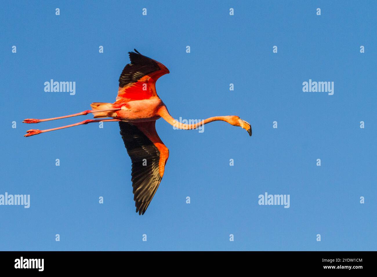 Großer Flamingo (Phoenicopterus ruber) im Flug über die Salzwasserlagune auf den Galapagos-Inseln, UNESCO-Weltkulturerbe, Ecuador, Südamerika Stockfoto