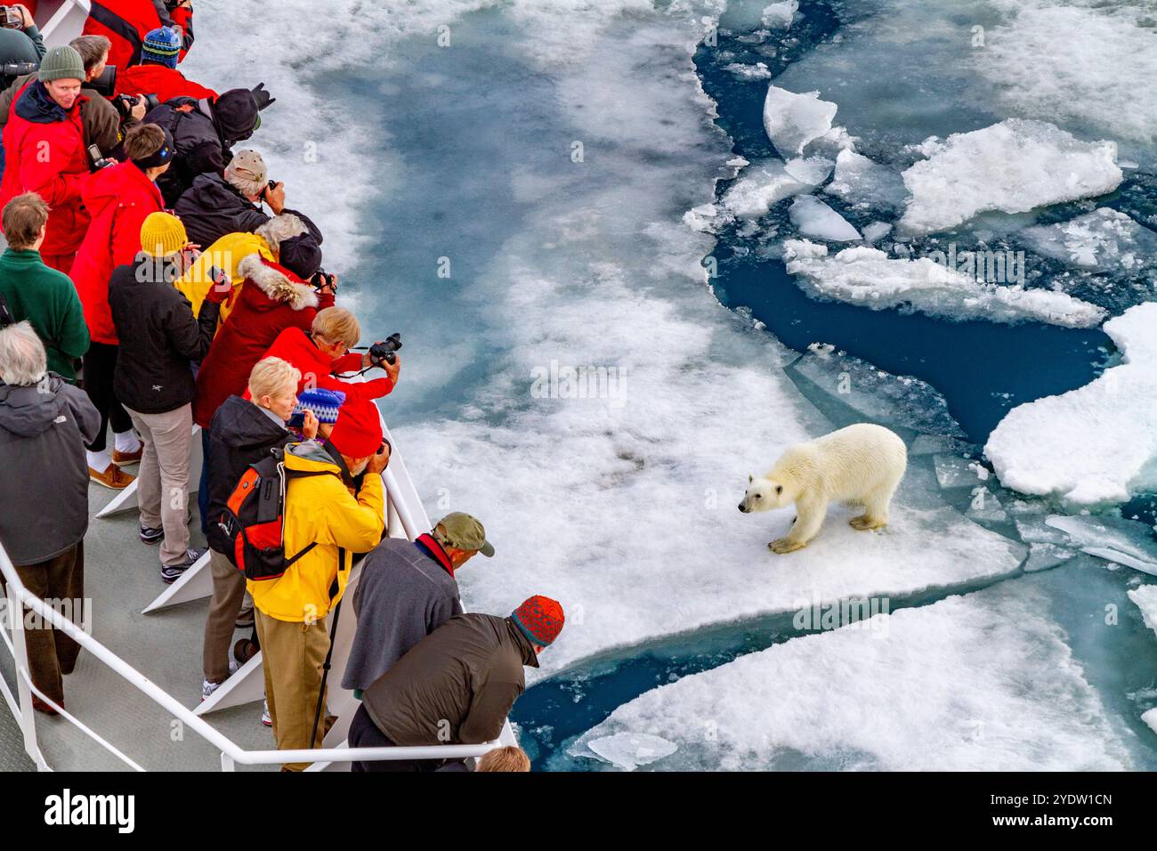 Ein neugieriger junger Eisbär (Ursus maritimus) nähert sich dem National Geographic Explorer im Svalbard-Archipel, Norwegen, Arktis, Europa Stockfoto