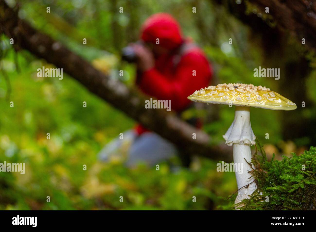 Ein Gast der Lindblad Expeditions schickt National Geographic Sea Bird hinter einem Pilz- oder Fliegenpilz im Südosten Alaskas, USA Stockfoto