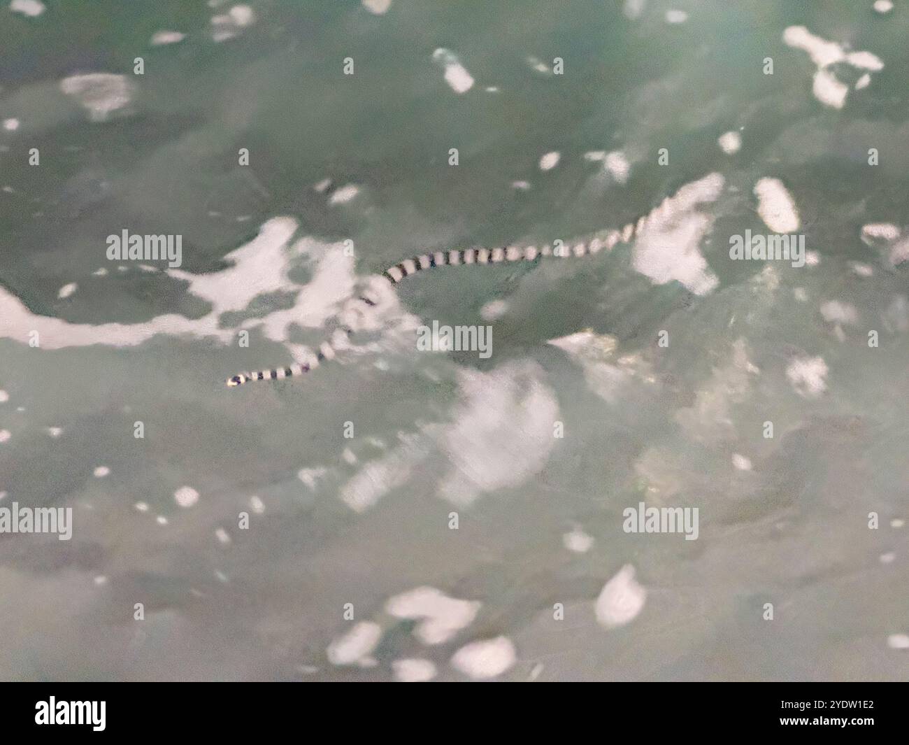 Erwachsene Gelblippige Seekrait-Schlange (Laticauda colubrina), nachts auf dem Gelände des Volivoli Resorts auf Viti Levu, Fidschi, Südpazifik, Pazifik Stockfoto