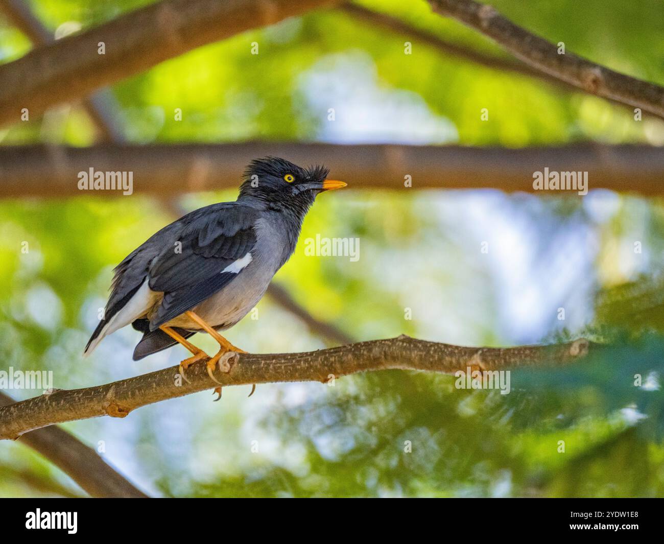 Dschungelmyna (Acridotheres fuscus), auf der Suche nach Insekten auf dem Gelände des Volivoli Resorts auf Viti Levu, Fidschi, Südpazifik, Pazifik Stockfoto